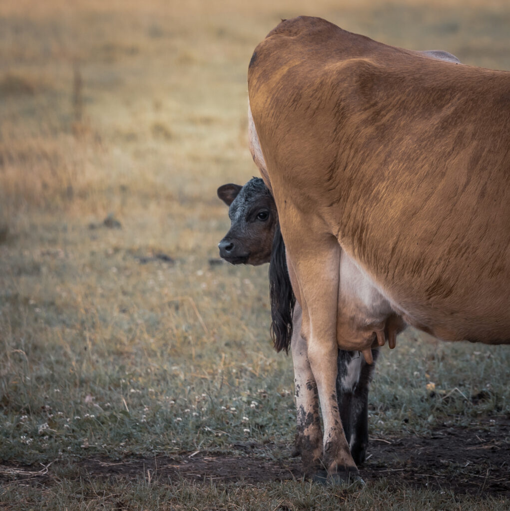 Ein Kalb schaut hinter seiner Mutterkuh hervor.