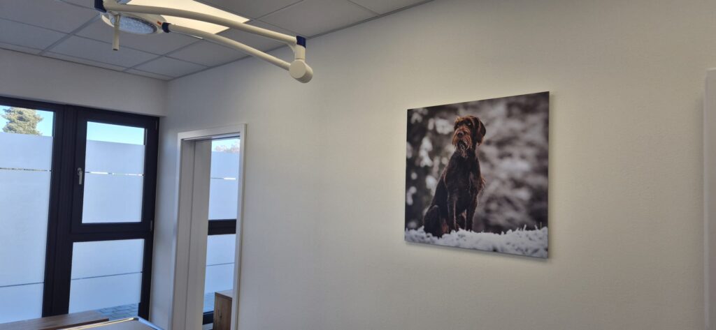 Behandlung 1 Seite eines Behandlungsraumes in einer Tierarztpraxis mit OP-Lampe an der Decke und Hundebild an der Wand